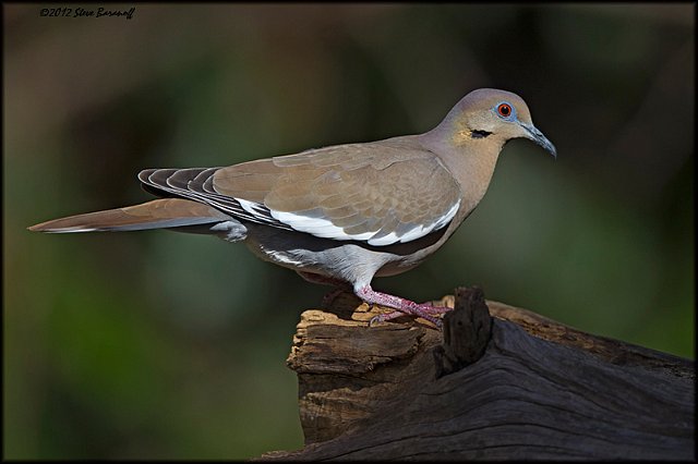 _2SB1260 white-winged dove.jpg
